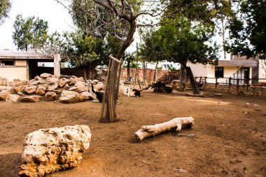 Limasol, Kıbrıs - 12 Aralık 2021 Limasol Hayvanat Bahçesi, Avrupa 'nın en büyük hayvanat bahçelerinden biri ve güzel ve ilginç hayvanlara ev sahipliği yapar.