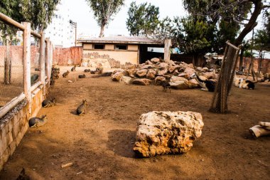 Limasol, Kıbrıs - 12 Aralık 2021 Limasol Hayvanat Bahçesi, Avrupa 'nın en büyük hayvanat bahçelerinden biri ve güzel ve ilginç hayvanlara ev sahipliği yapar.