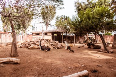 Limasol, Kıbrıs - 12 Aralık 2021 Limasol Hayvanat Bahçesi, Avrupa 'nın en büyük hayvanat bahçelerinden biri ve güzel ve ilginç hayvanlara ev sahipliği yapar.