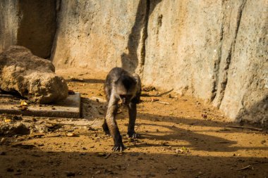 Limasol, Kıbrıs - 12 Aralık 2021 Limasol Hayvanat Bahçesi, Avrupa 'nın en büyük hayvanat bahçelerinden biri ve güzel ve ilginç hayvanlara ev sahipliği yapar.