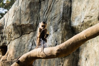 Limasol, Kıbrıs - 12 Aralık 2021 Limasol Hayvanat Bahçesi, Avrupa 'nın en büyük hayvanat bahçelerinden biri ve güzel ve ilginç hayvanlara ev sahipliği yapar.