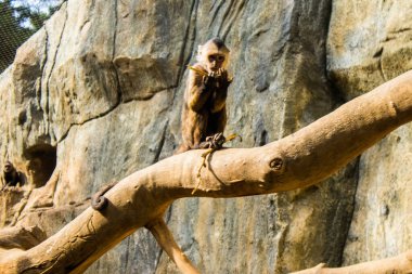 Limasol, Kıbrıs - 12 Aralık 2021 Limasol Hayvanat Bahçesi, Avrupa 'nın en büyük hayvanat bahçelerinden biri ve güzel ve ilginç hayvanlara ev sahipliği yapar.