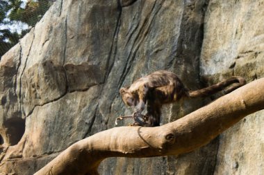 Limasol, Kıbrıs - 12 Aralık 2021 Limasol Hayvanat Bahçesi, Avrupa 'nın en büyük hayvanat bahçelerinden biri ve güzel ve ilginç hayvanlara ev sahipliği yapar.