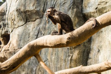 Limasol, Kıbrıs - 12 Aralık 2021 Limasol Hayvanat Bahçesi, Avrupa 'nın en büyük hayvanat bahçelerinden biri ve güzel ve ilginç hayvanlara ev sahipliği yapar.