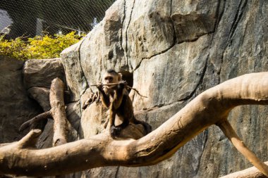 Limasol, Kıbrıs - 12 Aralık 2021 Limasol Hayvanat Bahçesi, Avrupa 'nın en büyük hayvanat bahçelerinden biri ve güzel ve ilginç hayvanlara ev sahipliği yapar.