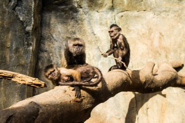 Limasol, Kıbrıs - 12 Aralık 2021 Limasol Hayvanat Bahçesi, Avrupa 'nın en büyük hayvanat bahçelerinden biri ve güzel ve ilginç hayvanlara ev sahipliği yapar.