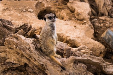 Limasol, Kıbrıs - 12 Aralık 2021 Limasol Hayvanat Bahçesi, Avrupa 'nın en büyük hayvanat bahçelerinden biri ve güzel ve ilginç hayvanlara ev sahipliği yapar.