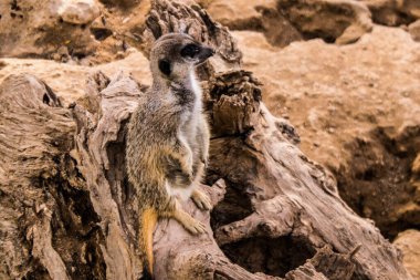 Limasol, Kıbrıs - 12 Aralık 2021 Limasol Hayvanat Bahçesi, Avrupa 'nın en büyük hayvanat bahçelerinden biri ve güzel ve ilginç hayvanlara ev sahipliği yapar.