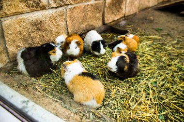 Limasol, Kıbrıs - 12 Aralık 2021 Limasol Hayvanat Bahçesi, Avrupa 'nın en büyük hayvanat bahçelerinden biri ve güzel ve ilginç hayvanlara ev sahipliği yapar.