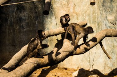 Limasol, Kıbrıs - 12 Aralık 2021 Limasol Hayvanat Bahçesi, Avrupa 'nın en büyük hayvanat bahçelerinden biri ve güzel ve ilginç hayvanlara ev sahipliği yapar.