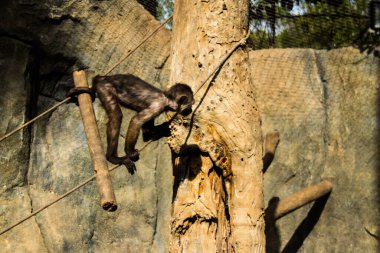 Limasol, Kıbrıs - 12 Aralık 2021 Limasol Hayvanat Bahçesi, Avrupa 'nın en büyük hayvanat bahçelerinden biri ve güzel ve ilginç hayvanlara ev sahipliği yapar.