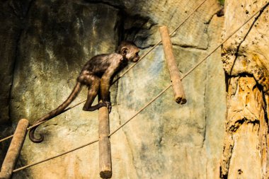 Limasol, Kıbrıs - 12 Aralık 2021 Limasol Hayvanat Bahçesi, Avrupa 'nın en büyük hayvanat bahçelerinden biri ve güzel ve ilginç hayvanlara ev sahipliği yapar.