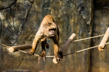 Limasol, Kıbrıs - 12 Aralık 2021 Limasol Hayvanat Bahçesi, Avrupa 'nın en büyük hayvanat bahçelerinden biri ve güzel ve ilginç hayvanlara ev sahipliği yapar.