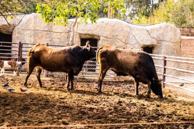 Limasol, Kıbrıs - 12 Aralık 2021 Limasol Hayvanat Bahçesi, Avrupa 'nın en büyük hayvanat bahçelerinden biri ve güzel ve ilginç hayvanlara ev sahipliği yapar.