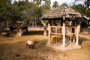 Limasol, Kıbrıs - 12 Aralık 2021 Limasol Hayvanat Bahçesi, Avrupa 'nın en büyük hayvanat bahçelerinden biri ve güzel ve ilginç hayvanlara ev sahipliği yapar.