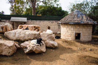 Limasol, Kıbrıs - 12 Aralık 2021 Limasol Hayvanat Bahçesi, Avrupa 'nın en büyük hayvanat bahçelerinden biri ve güzel ve ilginç hayvanlara ev sahipliği yapar.