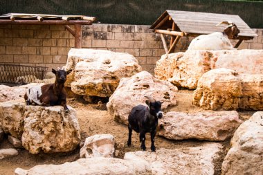 Limasol, Kıbrıs - 12 Aralık 2021 Limasol Hayvanat Bahçesi, Avrupa 'nın en büyük hayvanat bahçelerinden biri ve güzel ve ilginç hayvanlara ev sahipliği yapar.