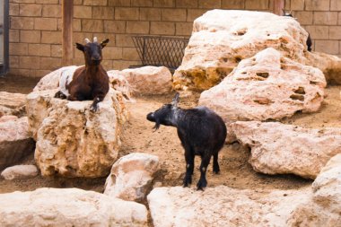 Limasol, Kıbrıs - 12 Aralık 2021 Limasol Hayvanat Bahçesi, Avrupa 'nın en büyük hayvanat bahçelerinden biri ve güzel ve ilginç hayvanlara ev sahipliği yapar.