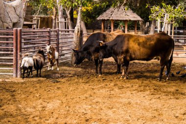 Limasol, Kıbrıs - 12 Aralık 2021 Limasol Hayvanat Bahçesi, Avrupa 'nın en büyük hayvanat bahçelerinden biri ve güzel ve ilginç hayvanlara ev sahipliği yapar.