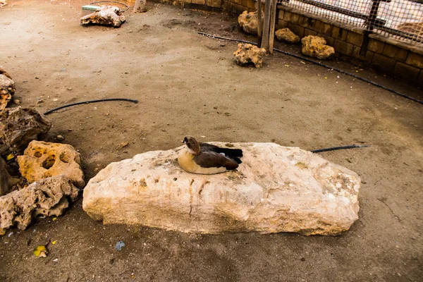 Limasol, Kıbrıs - 12 Aralık 2021 Limasol Hayvanat Bahçesi, Avrupa 'nın en büyük hayvanat bahçelerinden biri ve güzel ve ilginç hayvanlara ev sahipliği yapar.