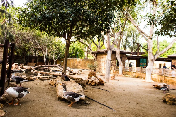 Limasol, Kıbrıs - 12 Aralık 2021 Limasol Hayvanat Bahçesi, Avrupa 'nın en büyük hayvanat bahçelerinden biri ve güzel ve ilginç hayvanlara ev sahipliği yapar.