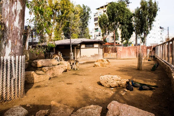 Limasol, Kıbrıs - 12 Aralık 2021 Limasol Hayvanat Bahçesi, Avrupa 'nın en büyük hayvanat bahçelerinden biri ve güzel ve ilginç hayvanlara ev sahipliği yapar.