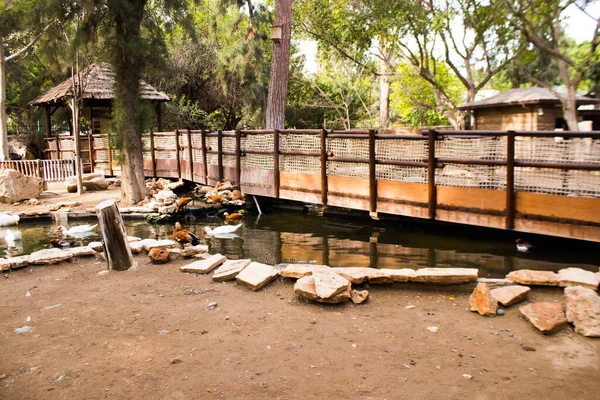 Limasol, Kıbrıs - 12 Aralık 2021 Limasol Hayvanat Bahçesi, Avrupa 'nın en büyük hayvanat bahçelerinden biri ve güzel ve ilginç hayvanlara ev sahipliği yapar.