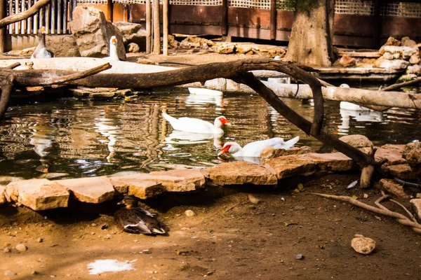 Limasol, Kıbrıs - 12 Aralık 2021 Limasol Hayvanat Bahçesi, Avrupa 'nın en büyük hayvanat bahçelerinden biri ve güzel ve ilginç hayvanlara ev sahipliği yapar.