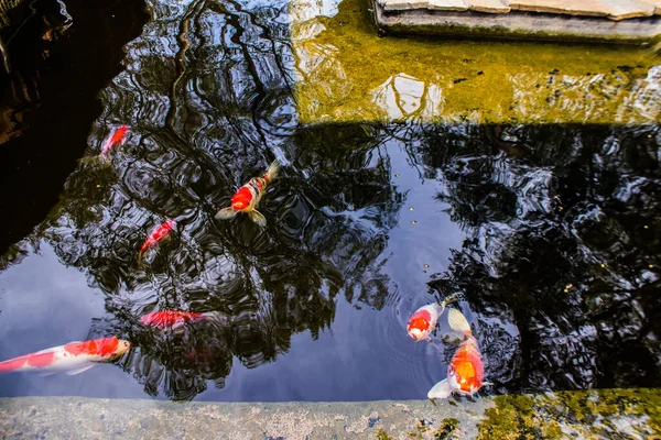 Limasol, Kıbrıs - 12 Aralık 2021 Limasol Hayvanat Bahçesi, Avrupa 'nın en büyük hayvanat bahçelerinden biri ve güzel ve ilginç hayvanlara ev sahipliği yapar.