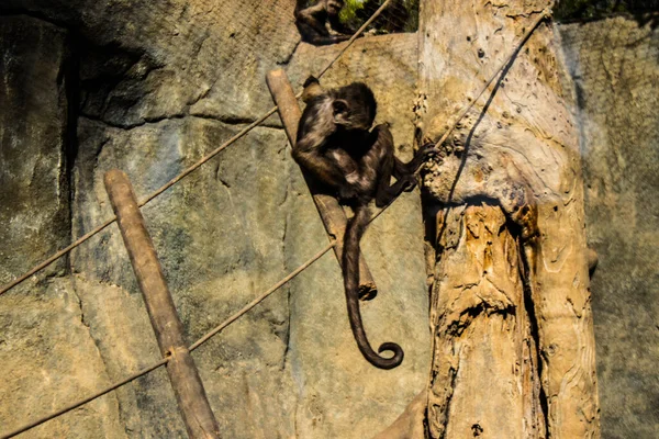 Limasol, Kıbrıs - 12 Aralık 2021 Limasol Hayvanat Bahçesi, Avrupa 'nın en büyük hayvanat bahçelerinden biri ve güzel ve ilginç hayvanlara ev sahipliği yapar.