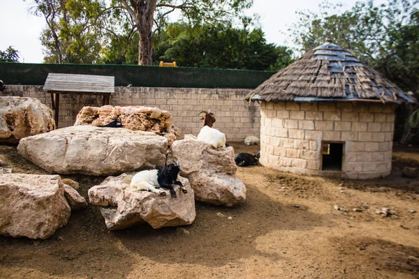 Limasol, Kıbrıs - 12 Aralık 2021 Limasol Hayvanat Bahçesi, Avrupa 'nın en büyük hayvanat bahçelerinden biri ve güzel ve ilginç hayvanlara ev sahipliği yapar.