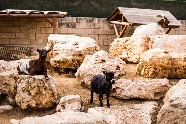 Limasol, Kıbrıs - 12 Aralık 2021 Limasol Hayvanat Bahçesi, Avrupa 'nın en büyük hayvanat bahçelerinden biri ve güzel ve ilginç hayvanlara ev sahipliği yapar.