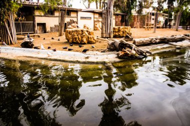 Limasol, Kıbrıs - 12 Aralık 2021 Limasol Hayvanat Bahçesi, Avrupa 'nın en büyük hayvanat bahçelerinden biri ve güzel ve ilginç hayvanlara ev sahipliği yapar.