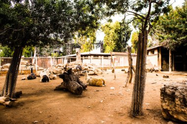 Limasol, Kıbrıs - 12 Aralık 2021 Limasol Hayvanat Bahçesi, Avrupa 'nın en büyük hayvanat bahçelerinden biri ve güzel ve ilginç hayvanlara ev sahipliği yapar.