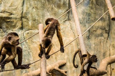 Limasol, Kıbrıs - 12 Aralık 2021 Limasol Hayvanat Bahçesi, Avrupa 'nın en büyük hayvanat bahçelerinden biri ve güzel ve ilginç hayvanlara ev sahipliği yapar.