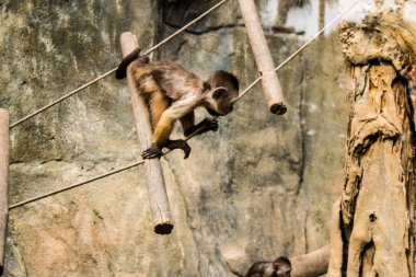 Limasol, Kıbrıs - 12 Aralık 2021 Limasol Hayvanat Bahçesi, Avrupa 'nın en büyük hayvanat bahçelerinden biri ve güzel ve ilginç hayvanlara ev sahipliği yapar.