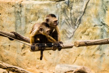 Limasol, Kıbrıs - 12 Aralık 2021 Limasol Hayvanat Bahçesi, Avrupa 'nın en büyük hayvanat bahçelerinden biri ve güzel ve ilginç hayvanlara ev sahipliği yapar.