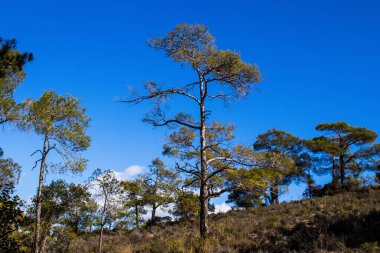 Kıbrıs adasındaki Troodos Ulusal Orman Parkı 'nda Doğa