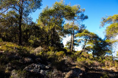 Kıbrıs adasındaki Troodos Ulusal Orman Parkı 'nda Doğa