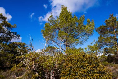 Kıbrıs adasındaki Troodos Ulusal Orman Parkı 'nda Doğa