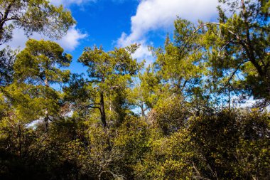 Kıbrıs adasındaki Troodos Ulusal Orman Parkı 'nda Doğa