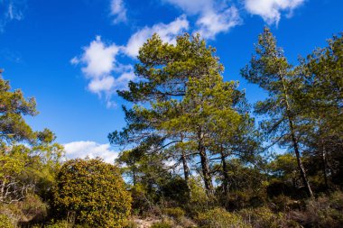 Kıbrıs adasındaki Troodos Ulusal Orman Parkı 'nda Doğa