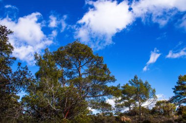 Kıbrıs adasındaki Troodos Ulusal Orman Parkı 'nda Doğa