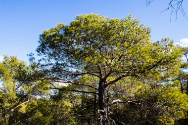 Kıbrıs adasındaki Troodos Ulusal Orman Parkı 'nda Doğa