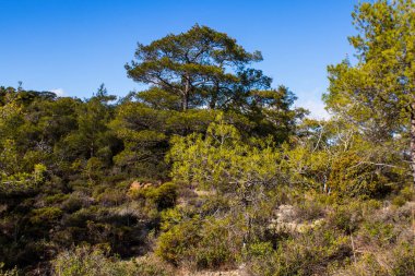 Kıbrıs adasındaki Troodos Ulusal Orman Parkı 'nda Doğa