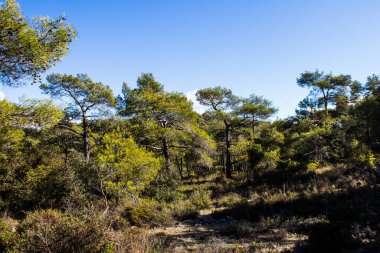 Kıbrıs adasındaki Troodos Ulusal Orman Parkı 'nda Doğa