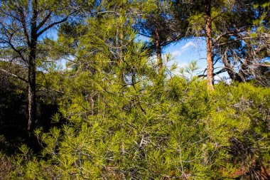 Kıbrıs adasındaki Troodos Ulusal Orman Parkı 'nda Doğa