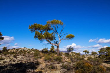 Kıbrıs adasındaki Troodos Ulusal Orman Parkı 'nda Doğa