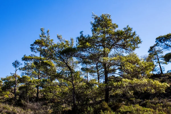 Nature Troodos National Forest Park Cyprus Island — Foto Stock