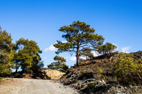 Příroda Národním Lesoparku Troodos Kyperském Ostrově — Stock fotografie